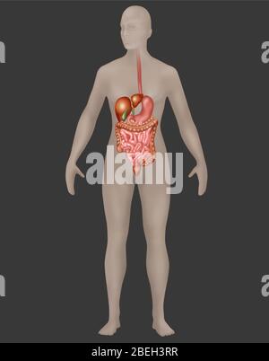 Système digestif en anatomie féminine Banque D'Images