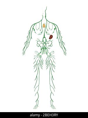 Système lymphatique, Illustration Banque D'Images