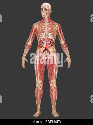 Systèmes urinaires, squelettes et musculaires, femmes Banque D'Images
