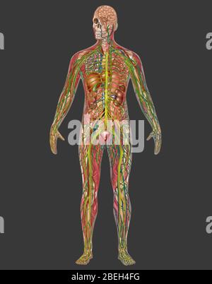 Tous les systèmes de corps en anatomie masculine Banque D'Images