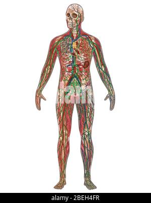 4 systèmes de corps en anatomie masculine Banque D'Images