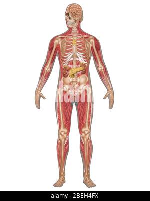 Systèmes endocriniens, squelettes et musculaires, mâles Banque D'Images