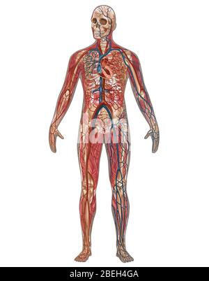 Systèmes circulatoire, squelette et musculaire, mâle Banque D'Images