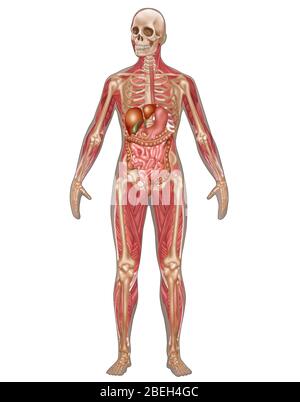 Systèmes digestifs, squelettes et musculaires, femmes Banque D'Images