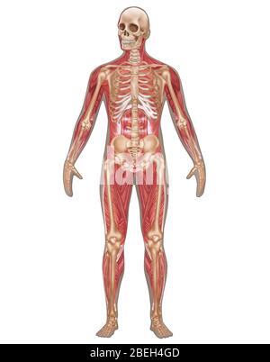 Systèmes squelettiques et musculaires, anatomie masculine Banque D'Images