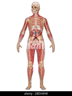 Systèmes urinaires, squelettes et musculaires, femmes Banque D'Images
