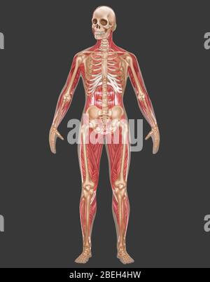 Systèmes squelettiques et musculaires, anatomie féminine Banque D'Images