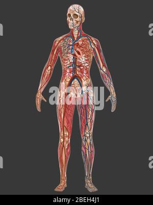 Systèmes circulatoire, squelette et musculaire, femmes Banque D'Images