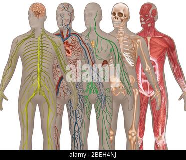 5 systèmes de corps en anatomie masculine Banque D'Images