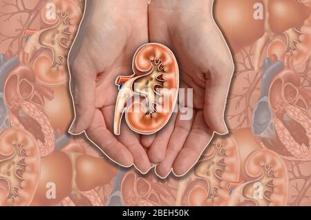 Mains tenant Kidney, Illustration Banque D'Images