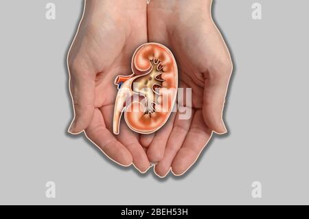 Mains tenant Kidney, Illustration Banque D'Images