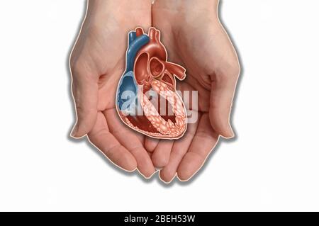 Coeur de maintien des mains, illustration Banque D'Images