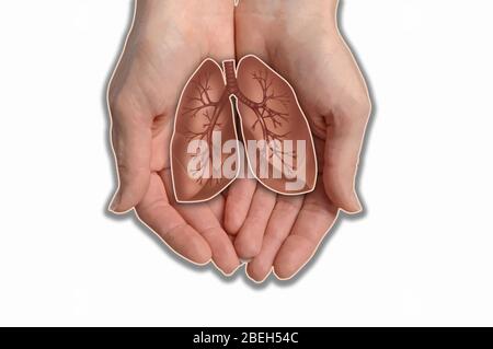 Poumons de maintien des mains, illustration Banque D'Images