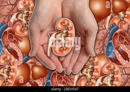 Mains tenant Kidney, Illustration Banque D'Images