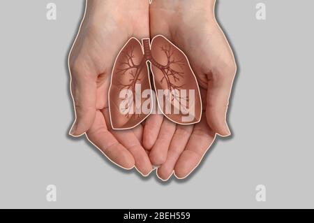 Poumons de maintien des mains, illustration Banque D'Images