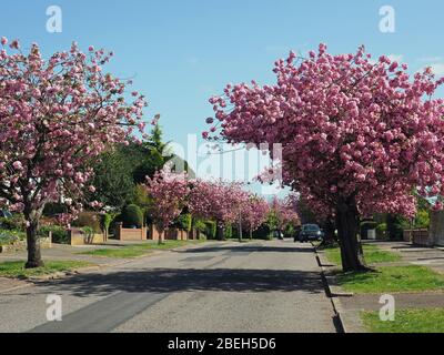 Vue sur de magnifiques cerisiers à fleurs roses bordant une route lors d'une journée ensoleillée d'avril au printemps Banque D'Images