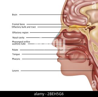 Anatomie de l'odeur, illustration Banque D'Images