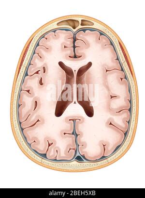 Cerveau, section transversale Banque D'Images