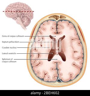 Cerveau, section transversale Banque D'Images