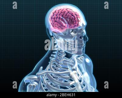 Squelette humain et cerveau, œuvre d'art Banque D'Images