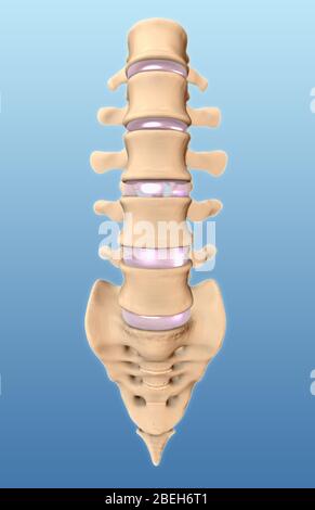 Vertèbres et sacrum lombaire, illustration Banque D'Images