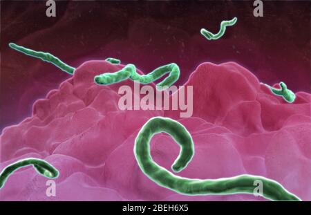 Virus Ebola, illustration Banque D'Images