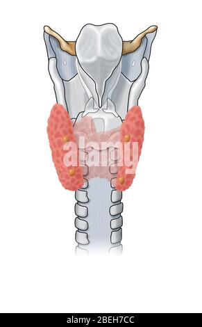 Parathyroïde et larynx Banque D'Images