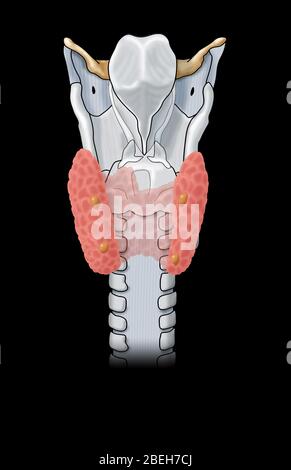 Parathyroïde et larynx Banque D'Images