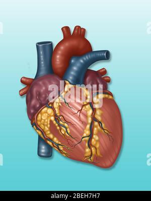 Cœur et artère normaux, illustration Banque D'Images