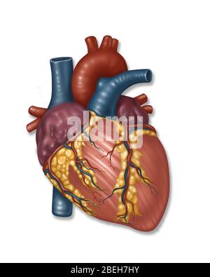 Cœur et artère normaux, illustration Banque D'Images