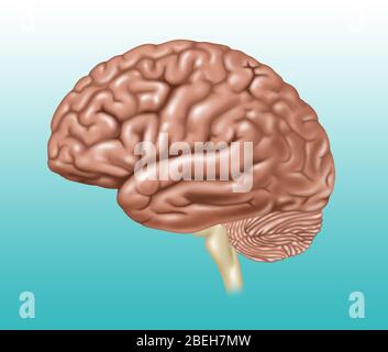 Cerveau, vue latérale, illustration Banque D'Images