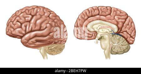 Vues cérébrales, latérales et sagittales Banque D'Images