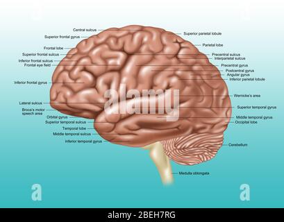 Cerveau, vue latérale, illustration Banque D'Images