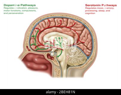 Voies cérébrales de la dopamine et de la sérotonine Banque D'Images