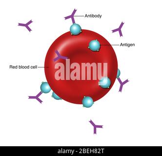 Anticorps et antigènes, illustration Banque D'Images