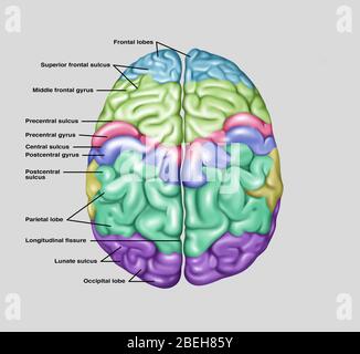 Vue de dessus du cerveau normal, illustration Banque D'Images