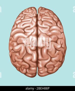 Vue de dessus du cerveau normal, illustration Banque D'Images