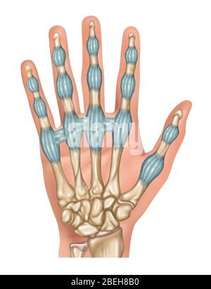 Ligaments de doigt, illustration Banque D'Images