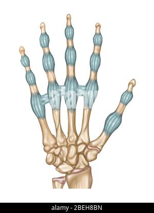 Ligaments de doigt, illustration Banque D'Images