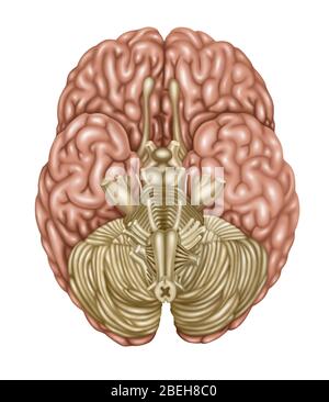 Anatomie cérébrale, vue inférieure, illustration Banque D'Images