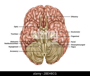 Anatomie cérébrale, vue inférieure, illustration Banque D'Images