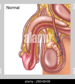 Veines scrotes normales, illustration Banque D'Images