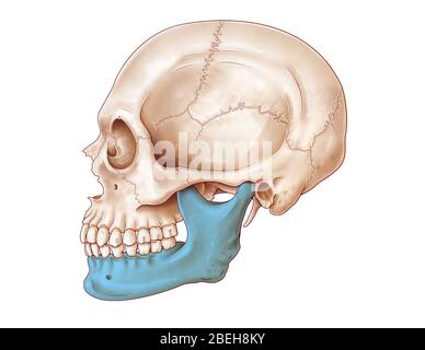 Crâne humain, mandibule Banque D'Images