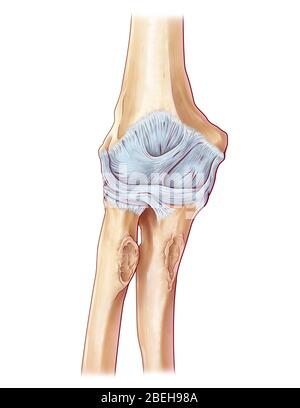 Ligaments du coude Banque D'Images