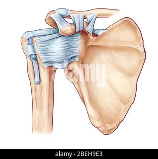 Ligaments d'épaule, illustration Banque D'Images