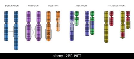 Anomalies chromosomiques, Illustration Banque D'Images