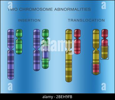 Insertion et translocation des chromosomes, illustration Banque D'Images