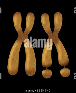 Chromosome X fragile. Illustration. Banque D'Images