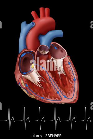 Cœur normal avec EKG, illustration Banque D'Images