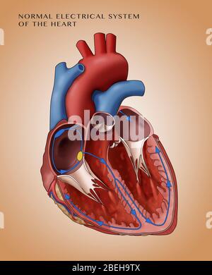 Circuit électrique du cœur normal, illustration Banque D'Images